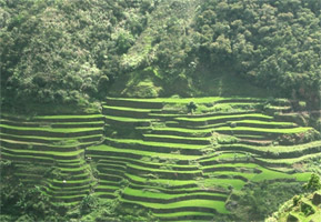 Rice Terraces in the Philippines