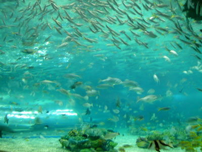 beautiful fishes in manila ocean park
