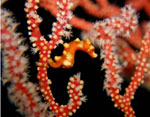 Pygmy Seahorse in the Philippines